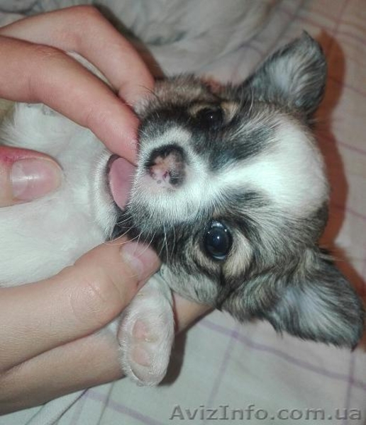 Щеночки чихуахуа - <ro>Изображение</ro><ru>Изображение</ru> #1, <ru>Объявление</ru> #1503217