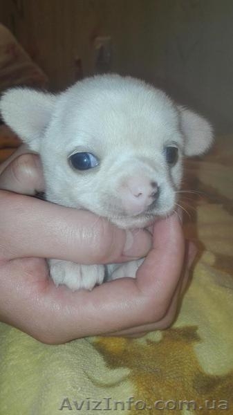 Щеночки чихуахуа - <ro>Изображение</ro><ru>Изображение</ru> #4, <ru>Объявление</ru> #1503217