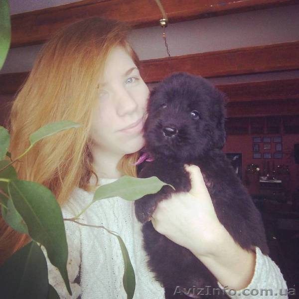 Щенки породы ньюфаундленд | Питомник Try To Win. - <ro>Изображение</ro><ru>Изображение</ru> #1, <ru>Объявление</ru> #1531012