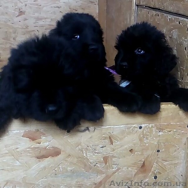 Щенки породы ньюфаундленд | Питомник Try To Win. - <ro>Изображение</ro><ru>Изображение</ru> #2, <ru>Объявление</ru> #1531012