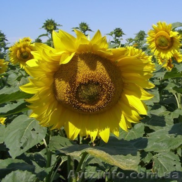 ООО"Мироновские-семена" реализуем посевной материал яровых с/х культур - <ro>Изображение</ro><ru>Изображение</ru> #5, <ru>Объявление</ru> #1554778