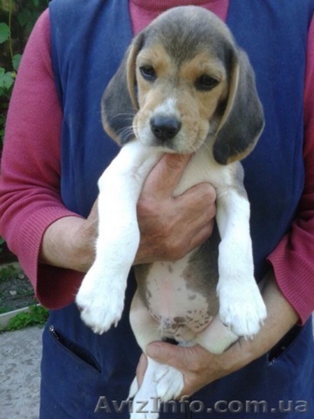 Щенки породы бигль. - <ro>Изображение</ro><ru>Изображение</ru> #1, <ru>Объявление</ru> #1565608