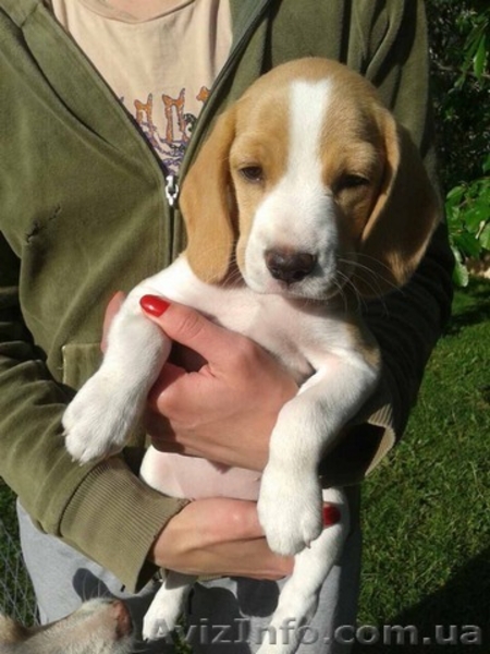 Щенки породы бигль. - <ro>Изображение</ro><ru>Изображение</ru> #2, <ru>Объявление</ru> #1565608