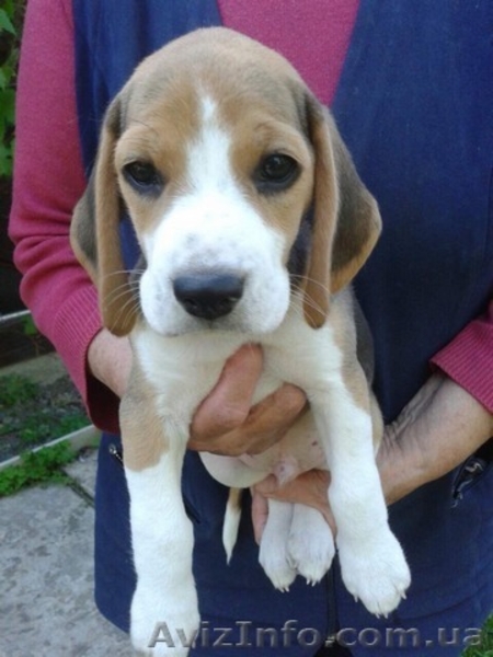 Щенки породы бигль. - <ro>Изображение</ro><ru>Изображение</ru> #3, <ru>Объявление</ru> #1565608