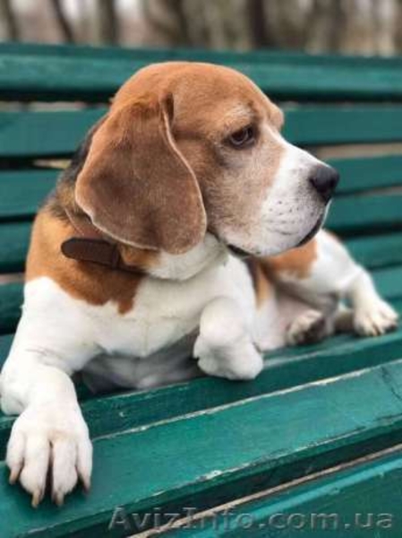 Щенки породы бигль. - <ro>Изображение</ro><ru>Изображение</ru> #4, <ru>Объявление</ru> #1565608