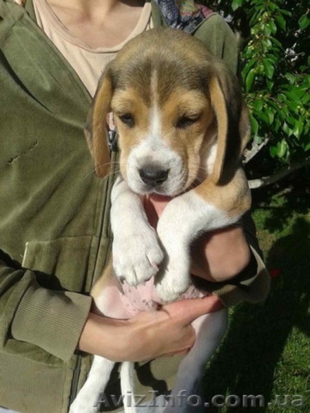 Щенки породы бигль. - <ro>Изображение</ro><ru>Изображение</ru> #6, <ru>Объявление</ru> #1565608