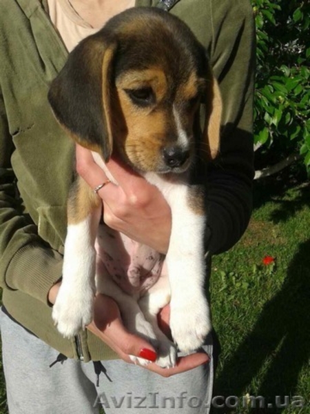 Щенки породы бигль. - <ro>Изображение</ro><ru>Изображение</ru> #7, <ru>Объявление</ru> #1565608