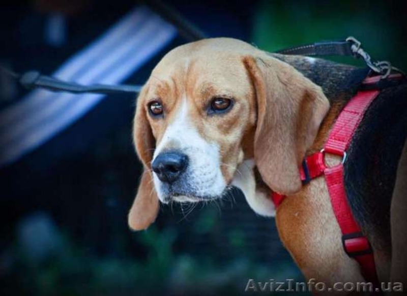 Щенки породы бигль. - <ro>Изображение</ro><ru>Изображение</ru> #8, <ru>Объявление</ru> #1565608