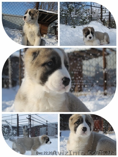 щенки алабая старых туркменских кровей - <ro>Изображение</ro><ru>Изображение</ru> #5, <ru>Объявление</ru> #1599872