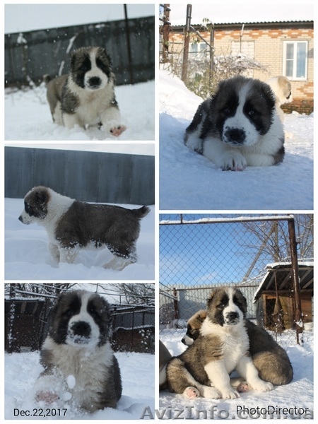 щенки алабая старых туркменских кровей - <ro>Изображение</ro><ru>Изображение</ru> #6, <ru>Объявление</ru> #1599872