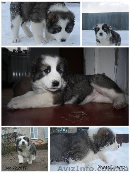 щенки алабая старых туркменских кровей - <ro>Изображение</ro><ru>Изображение</ru> #1, <ru>Объявление</ru> #1599872