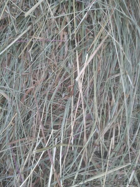 Продам сено и солому - <ro>Изображение</ro><ru>Изображение</ru> #1, <ru>Объявление</ru> #1626655