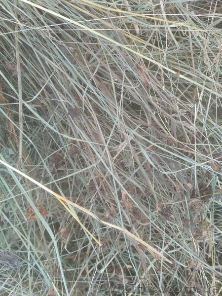 Продам сено и солому - <ro>Изображение</ro><ru>Изображение</ru> #4, <ru>Объявление</ru> #1626655