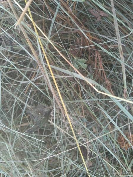 Продам сено и солому - <ro>Изображение</ro><ru>Изображение</ru> #5, <ru>Объявление</ru> #1626655