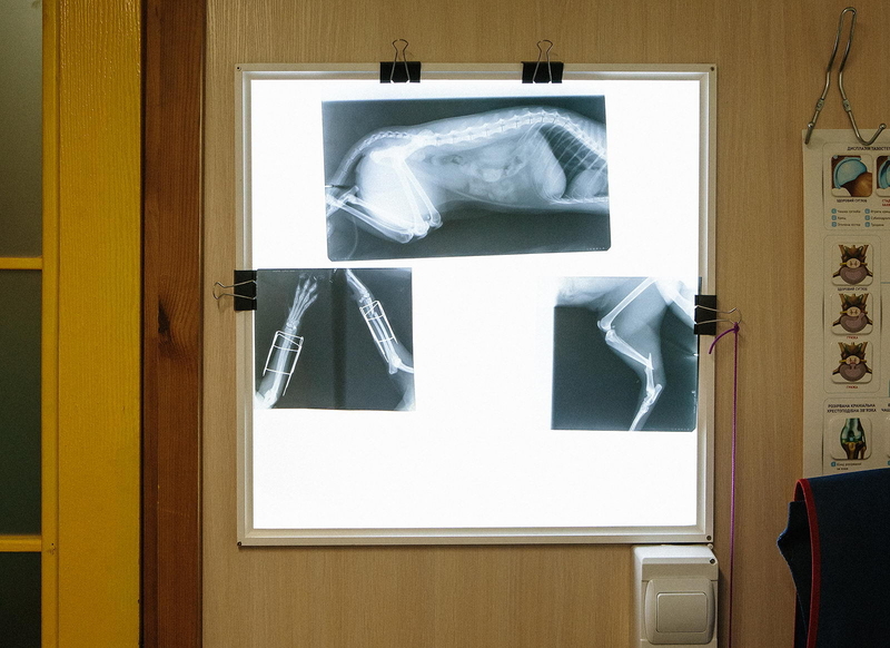 Ветеринарная клиника Айболит - <ro>Изображение</ro><ru>Изображение</ru> #4, <ru>Объявление</ru> #1690093