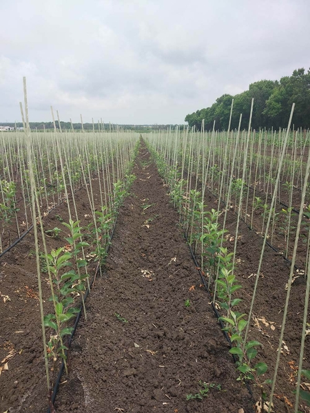 Опоры и колышки для растений POLYARM, Чернигов - <ro>Изображение</ro><ru>Изображение</ru> #4, <ru>Объявление</ru> #1697249