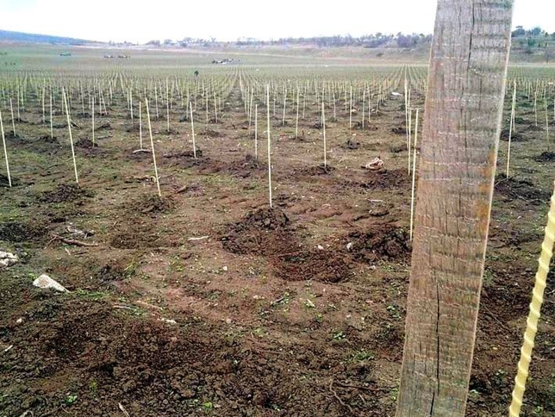 Колышки и опоры для растений из композитных материалов POLYARM - доставка - <ro>Изображение</ro><ru>Изображение</ru> #5, <ru>Объявление</ru> #1708008