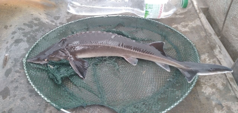 Зарыбок осетра - <ro>Изображение</ro><ru>Изображение</ru> #1, <ru>Объявление</ru> #1712215