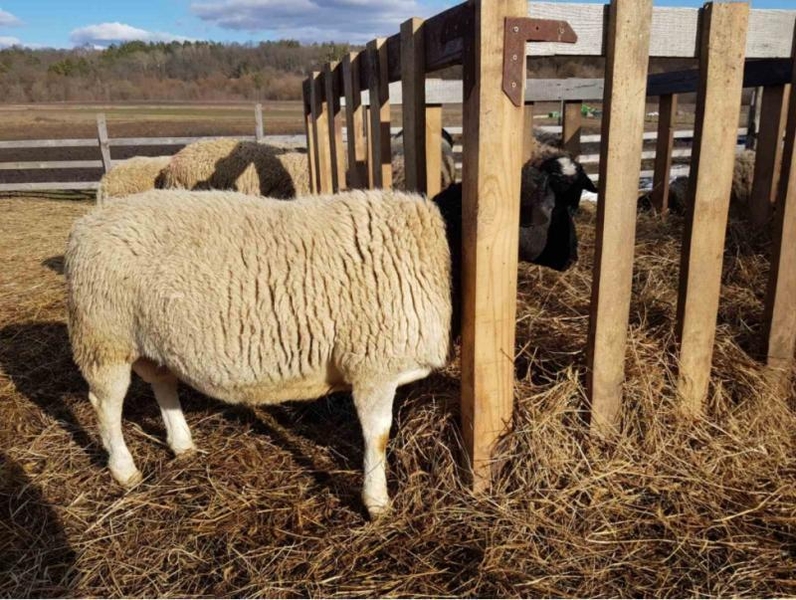 Продам ферму 25 га з будинком та ангарами в Новгород-Сіверському - <ro>Изображение</ro><ru>Изображение</ru> #8, <ru>Объявление</ru> #1718741