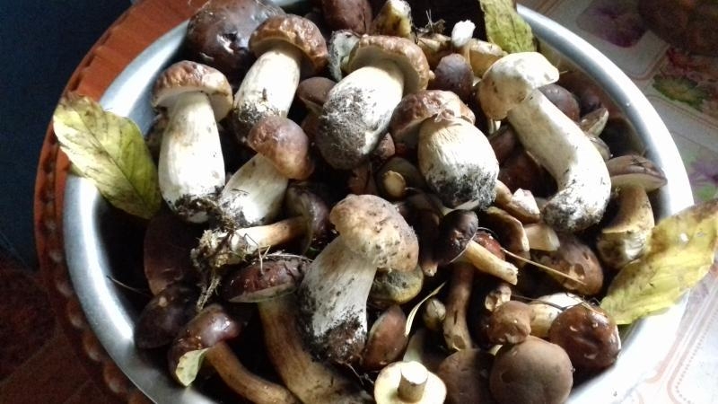 Мини-база У Анютки Отдых, рыбалка, грибочки, ягоды - <ro>Изображение</ro><ru>Изображение</ru> #8, <ru>Объявление</ru> #1720451