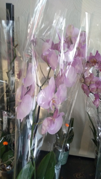 велокурьєр - <ro>Изображение</ro><ru>Изображение</ru> #3, <ru>Объявление</ru> #1729748